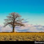 Panache d'automne