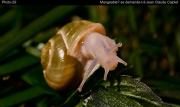 Mangeable? se demande-t-il