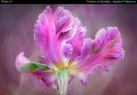Fioriture et Dentelle
