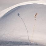 Septième position - Résistance gracile-Marie-Claude Bernard