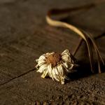 Huitième position - Solitaire - Sylvain Thiffault