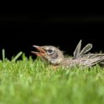 09 - Allô maman, bobo- Noëlla Aubry