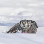 01 - Penses-y même pas... - Louise Ouellette