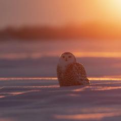 Matin d'hiver