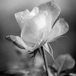 3e - Tout simplement une rose