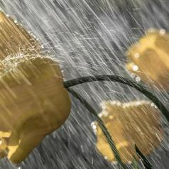 Toute la pluie tombe sur moi