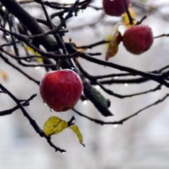 Pommes tenaces