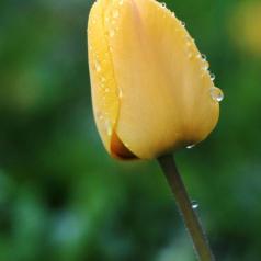 Beauté malgré la pluie