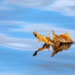 1ere pos. -  Ultime parade