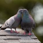 De l'amour dans l'air