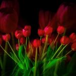 Tulipes fantômes