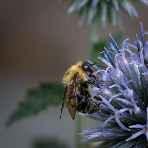 Macrophotographie -Ivre de pollen! - Jean-Jacques Frenette