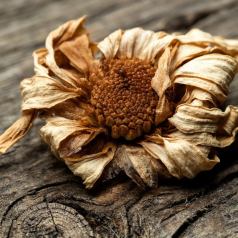 Vieille marguerite - Défi: Macrophotographie