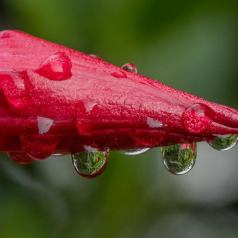 L'eau à la bouche - Défi: Macrophotographie