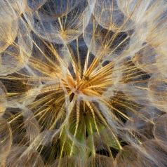 Bouquet d'ombrelles - Défi: Macrophotographie