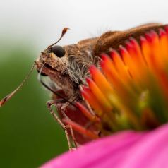 Incognito - Défi: Macrophotographie