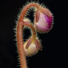 Fleurir tout doucement - Défi: Macrophotographie