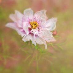 Chiffonnerie et Transparence - Défi: Macrophotographie
