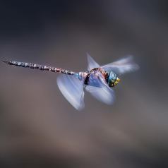 Zoom - Défi: Macrophotographie