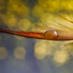 Plume d'eau - Jean Claude Cajolet - Défi: Faible profondeur de champ