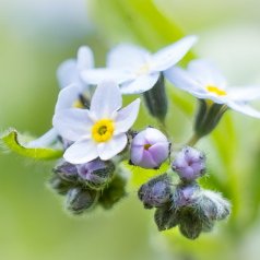 Merveille printanière - Marie-Claude Bernard - Défi: Faible profondeur de champ