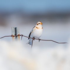 Plectrophane des neiges- Lucie Pellerin - Défi: Faible profondeur de champ