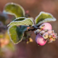 Givre - Joceline Falcon - Défi: Faible profondeur de champ