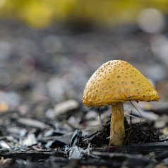 Parasol-Patricia Demontigny - Défi: Faible profondeur de champ