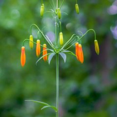 Lampadaire floral - Noëlla Aubry - Défi: Faible profondeur de champ