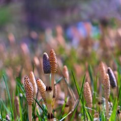 Prêles des champs - Bertrand Clavet - Défi: Faible profondeur de champ