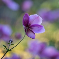 Rayonner dans l'ombre - Hélène Soulières - Défi: Faible profondeur de champ