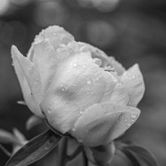 4e  place / Se rafraîchir sour la pluie - Hélène Soulières - Noir et blanc  carrée