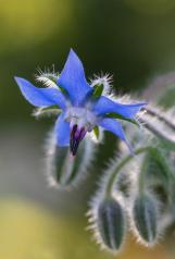 La vie est si fragile - Hélène Soulières - SPPQ Nature