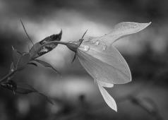 Après la pluie - Yvan Cossette - SPPQ Nature