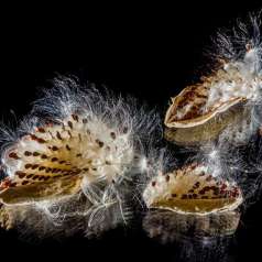 Hérisson végétaux