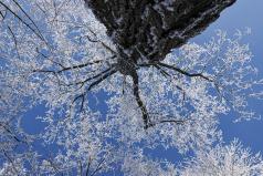 1e-Arbre en contre plongée- Sylvie Constant - PLONGÉE / CONTRE-PLONGÉE