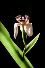 Admirez mon élégance éphémère!