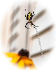 Visite inattendue