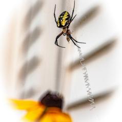 Visite inattendue