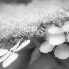 Fleurir son été