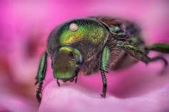 Le scarabée japonais