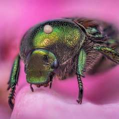 Le scarabée japonais