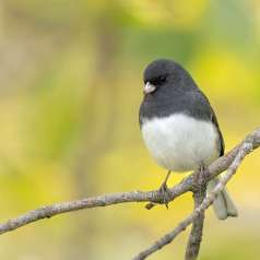 L'automne accueillant