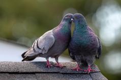 Il y a de l'amour dans l'air !