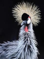 Nouvelle coiffure