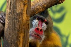 Regard songeur