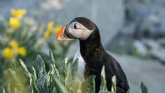 La vedette de l'île