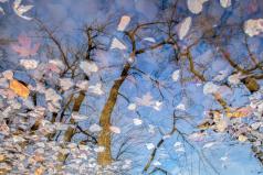 L:automne en cavale
