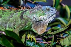 Couleurs éclatantes et écailles brillantes