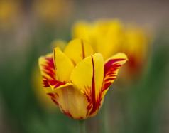 La tulipe ensoleillée